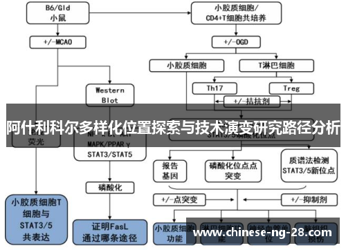 阿什利科尔多样化位置探索与技术演变研究路径分析